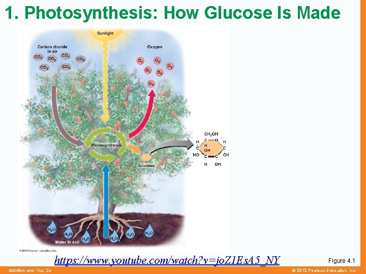 1. Photosynthesis: How Glucose Is Made https: //www. youtube. com/watch? v=jo. Z 1 Es.