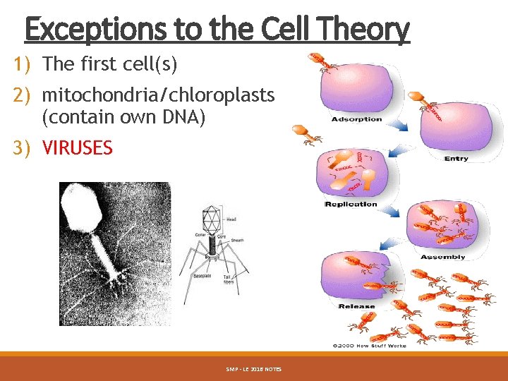 Exceptions to the Cell Theory 1) The first cell(s) 2) mitochondria/chloroplasts (contain own DNA)