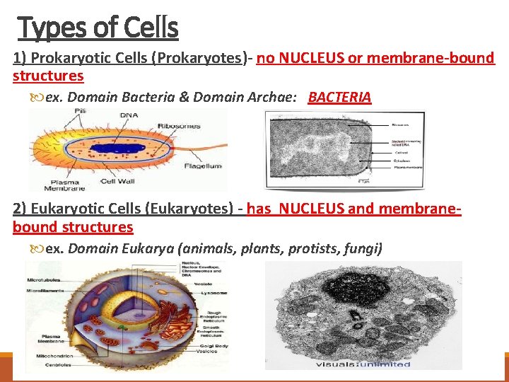 Types of Cells 1) Prokaryotic Cells (Prokaryotes)- no NUCLEUS or membrane-bound structures ex. Domain