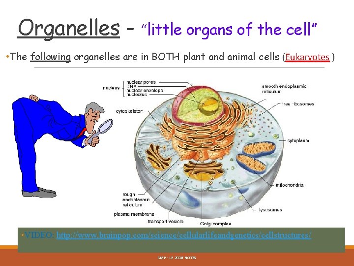 Organelles - “little organs of the cell” • The following organelles are in BOTH