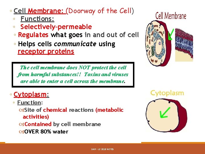 ◦ Cell Membrane: (Doorway of the Cell) ◦ Functions: ◦ Selectively–permeable ◦ Regulates what