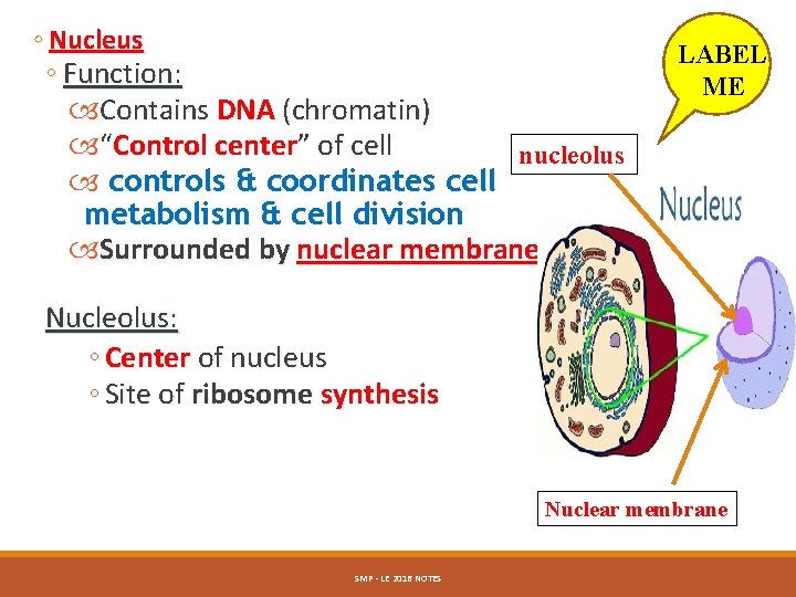 ◦ Nucleus ◦ Function: Contains DNA (chromatin) “Control center” of cell nucleolus controls &