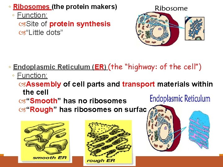 ◦ Ribosomes (the protein makers) ◦ Function: Site of protein synthesis “Little dots” ◦
