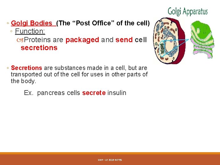 ◦ Golgi Bodies (The “Post Office” of the cell) ◦ Function: Proteins are packaged