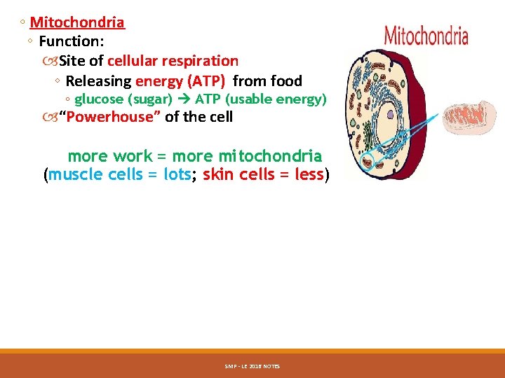 ◦ Mitochondria ◦ Function: Site of cellular respiration ◦ Releasing energy (ATP) from food