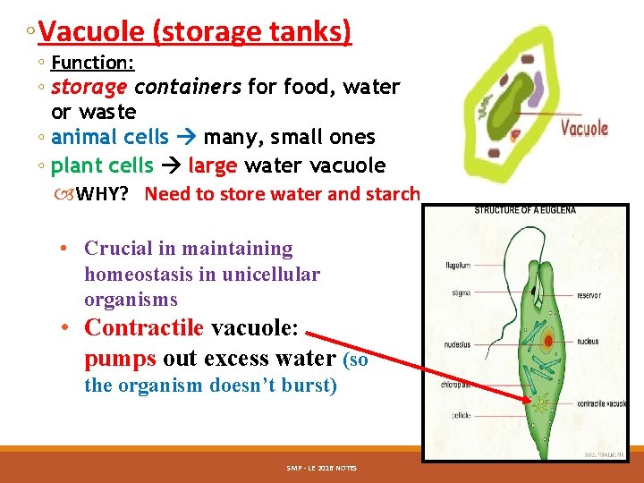 ◦ Vacuole (storage tanks) ◦ Function: ◦ storage containers for food, water or waste