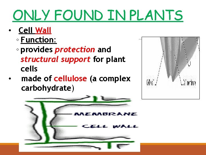 ONLY FOUND IN PLANTS • Cell Wall ◦ Function: ◦ provides protection and structural