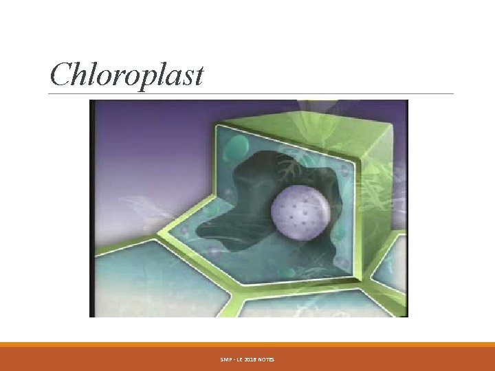 Chloroplast SMP - LE 2016 NOTES 