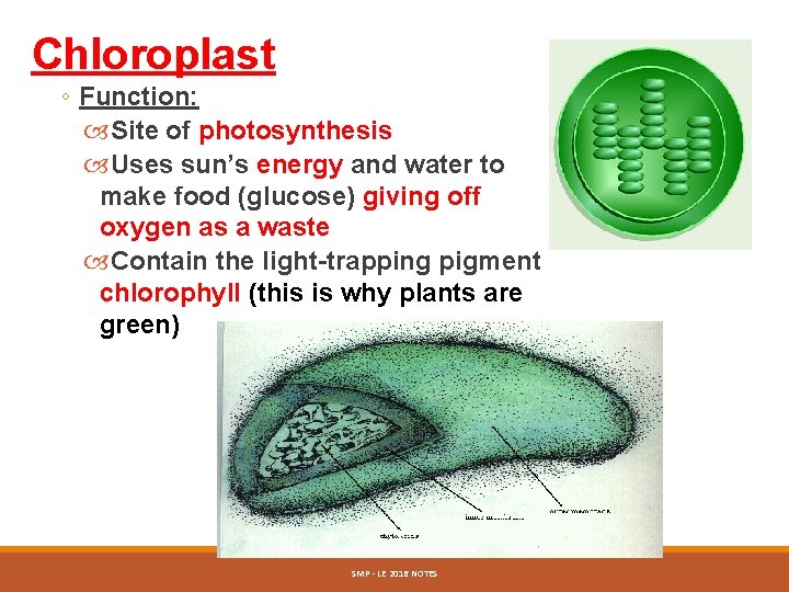 Chloroplast ◦ Function: Site of photosynthesis Uses sun’s energy and water to make food