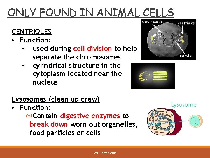ONLY FOUND IN ANIMAL CELLS CENTRIOLES • Function: • used during cell division to