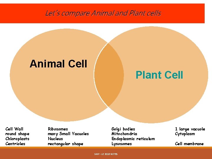 Let’s compare Animal and Plant cells Animal Cell Wall round shape Chloroplasts Centrioles Ribosomes