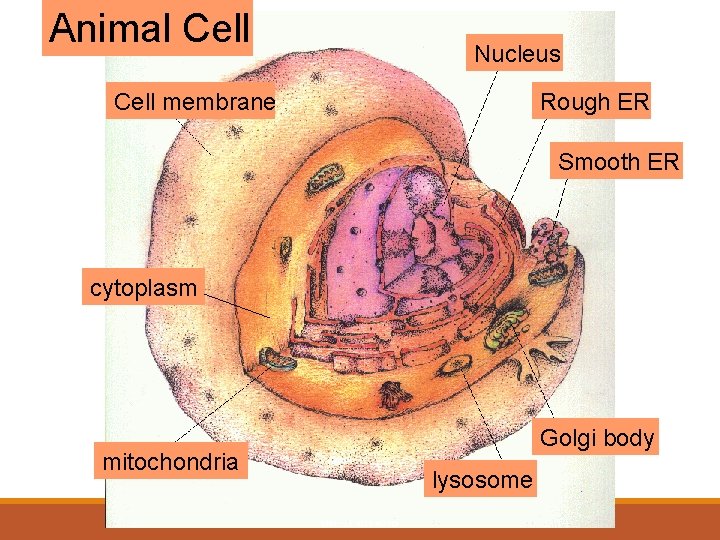 Animal Cell Nucleus Cell membrane Rough ER Smooth ER cytoplasm Golgi body mitochondria lysosome