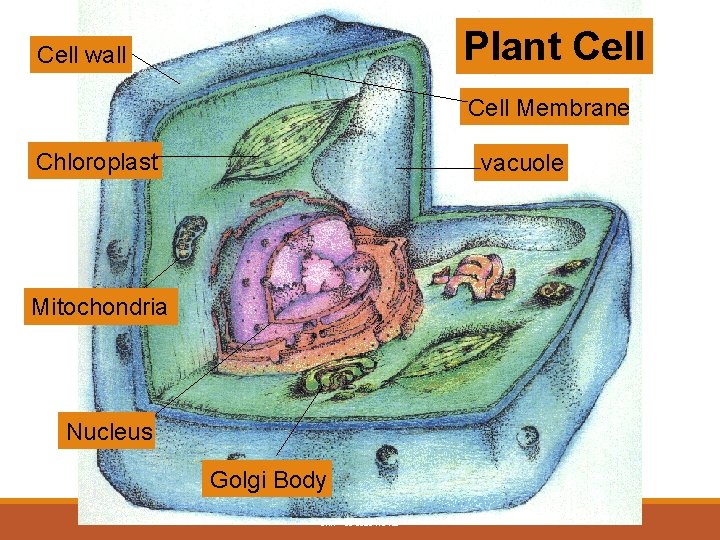 Plant Cell wall Cell Membrane Chloroplast vacuole Mitochondria Nucleus Golgi Body SMP - LE