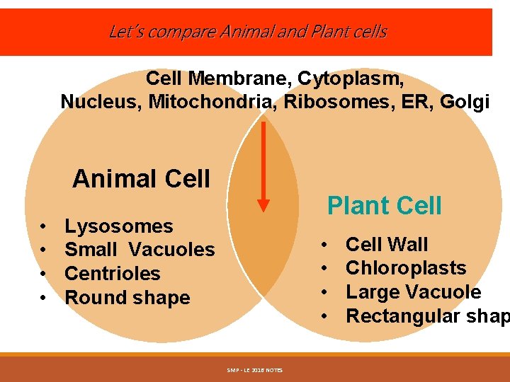 Let’s compare Animal and Plant cells Cell Membrane, Cytoplasm, Nucleus, Mitochondria, Ribosomes, ER, Golgi