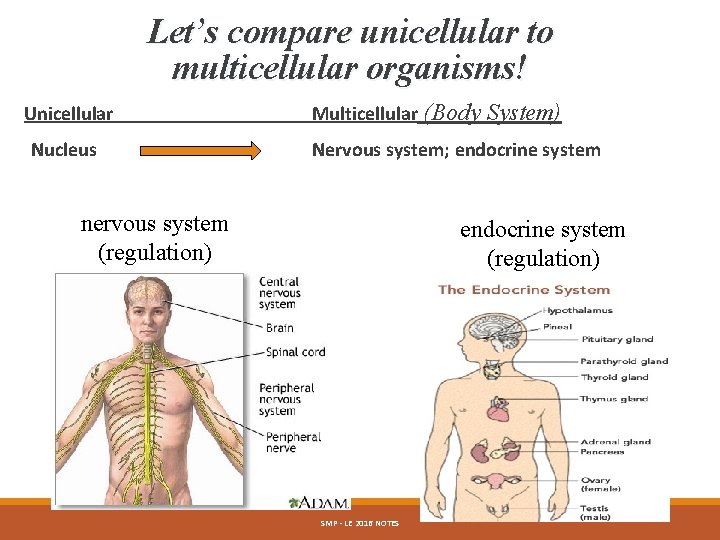 Let’s compare unicellular to multicellular organisms! Unicellular Nucleus Multicellular (Body System) Nervous system; endocrine