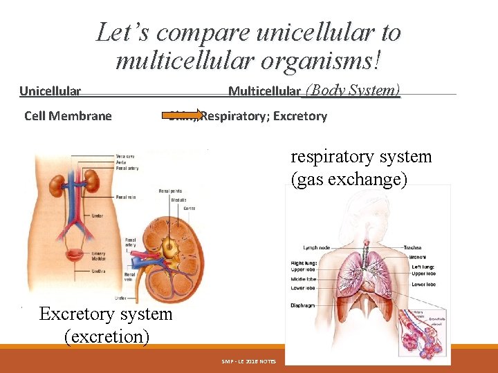 Let’s compare unicellular to multicellular organisms! Multicellular (Body System) Unicellular Cell Membrane Skin; Respiratory;