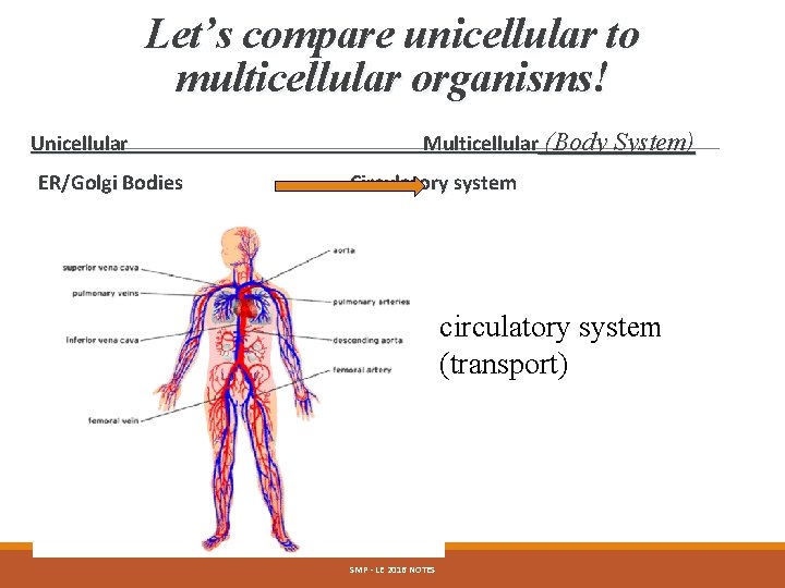 Let’s compare unicellular to multicellular organisms! Unicellular ER/Golgi Bodies Multicellular (Body System) Circulatory system