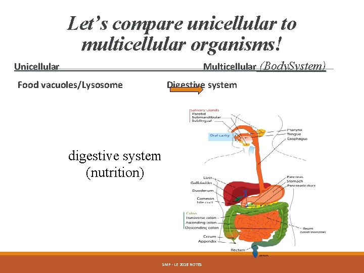 Let’s compare unicellular to multicellular organisms! Multicellular (Body. System) Unicellular Food vacuoles/Lysosome Digestive system