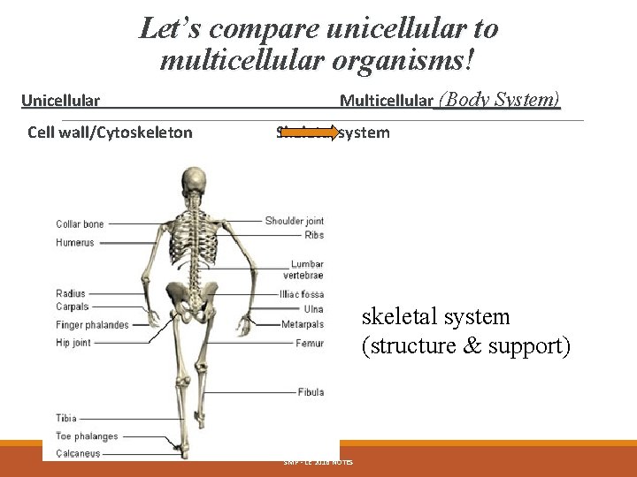 Let’s compare unicellular to multicellular organisms! Unicellular Cell wall/Cytoskeleton Multicellular (Body System) Skeletal system