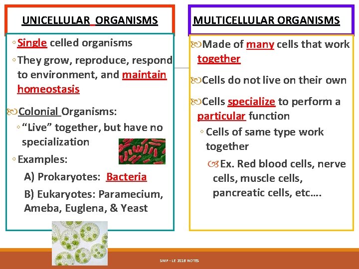 UNICELLULAR ORGANISMS MULTICELLULAR ORGANISMS ◦ Single celled organisms ◦ They grow, reproduce, respond to