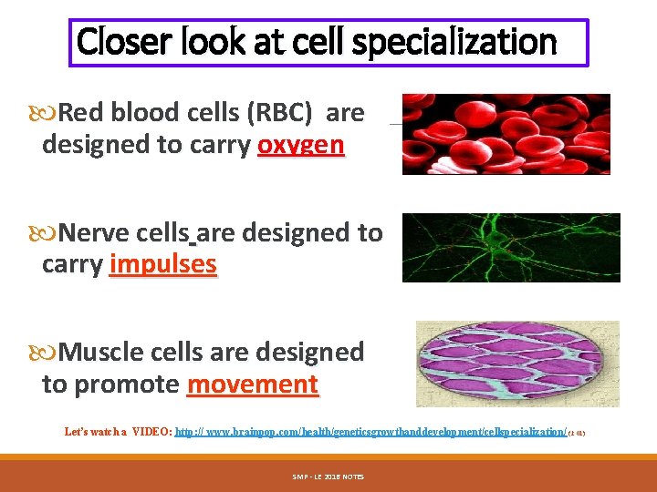 Closer look at cell specialization Red blood cells (RBC) are designed to carry oxygen