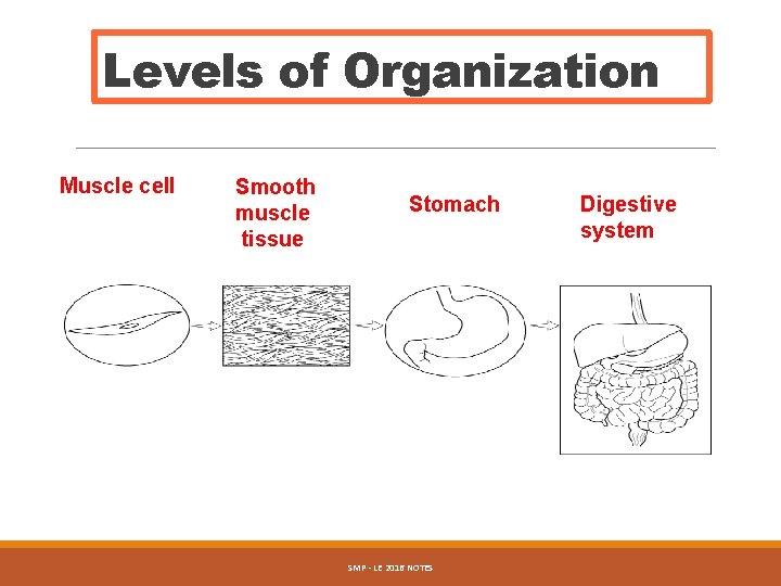 Levels of Organization Muscle cell Smooth muscle tissue Stomach SMP - LE 2016 NOTES