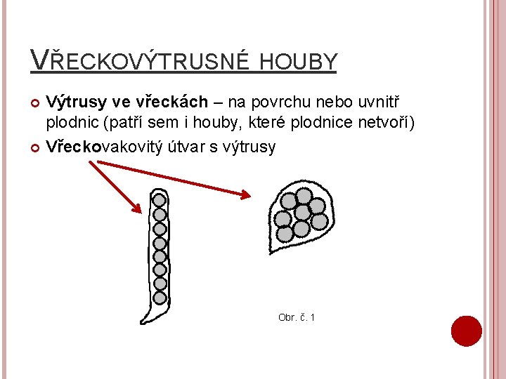 VŘECKOVÝTRUSNÉ HOUBY Výtrusy ve vřeckách – na povrchu nebo uvnitř plodnic (patří sem i