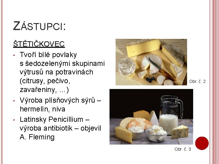 ZÁSTUPCI: ŠTĚTIČKOVEC • Tvoří bílé povlaky s šedozelenými skupinami výtrusů na potravinách (citrusy, pečivo,