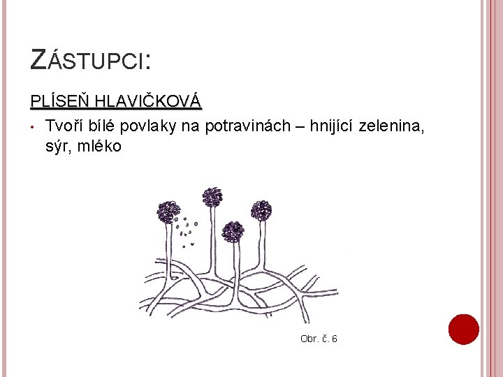 ZÁSTUPCI: PLÍSEŇ HLAVIČKOVÁ • Tvoří bílé povlaky na potravinách – hnijící zelenina, sýr, mléko