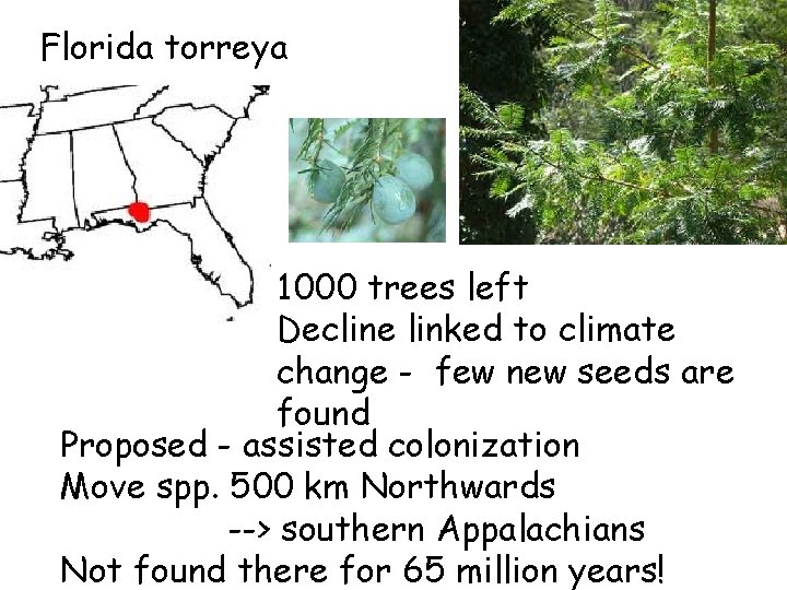 Florida torreya 1000 trees left Decline linked to climate change - few new seeds