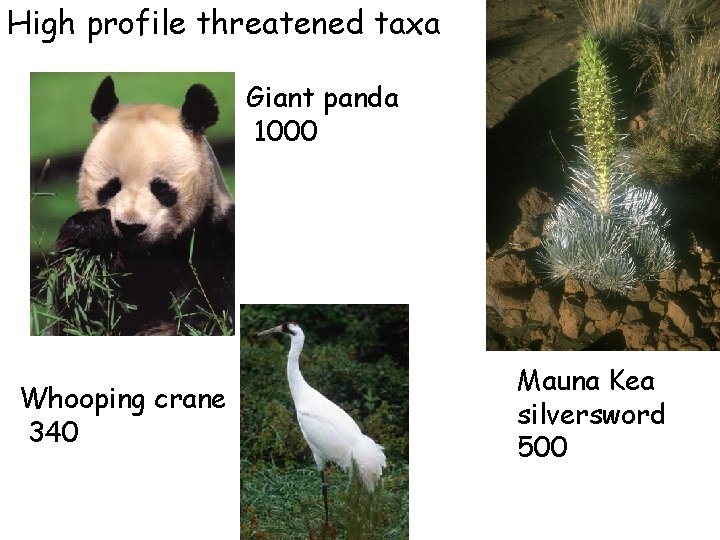 High profile threatened taxa Giant panda 1000 Whooping crane 340 Mauna Kea silversword 500