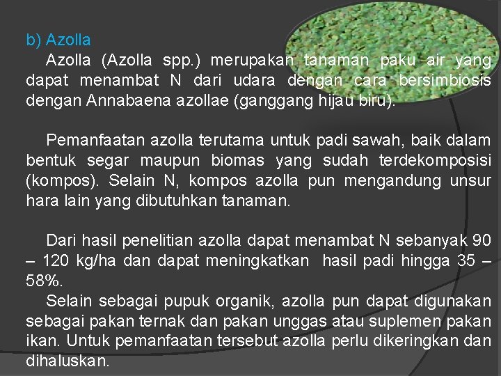 b) Azolla (Azolla spp. ) merupakan tanaman paku air yang dapat menambat N dari