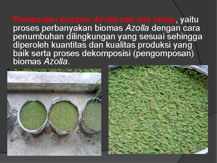 Pembuatan kompos Azolla ada dua tahap, yaitu proses perbanyakan biomas Azolla dengan cara penumbuhan