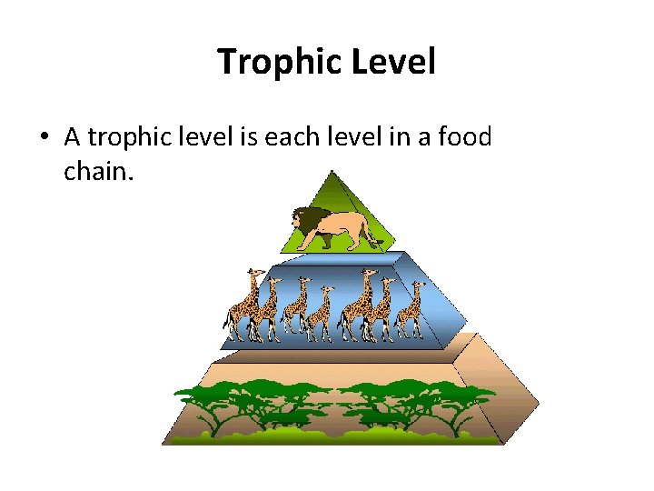 Trophic Level • A trophic level is each level in a food chain. 12