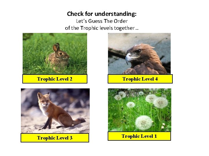 Check for understanding: Let’s Guess The Order of the Trophic levels together… Trophic Level