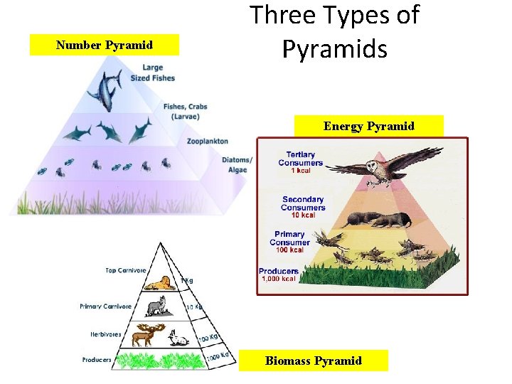 Number Pyramid Three Types of Pyramids Energy Pyramid 15 Biomass Pyramid 