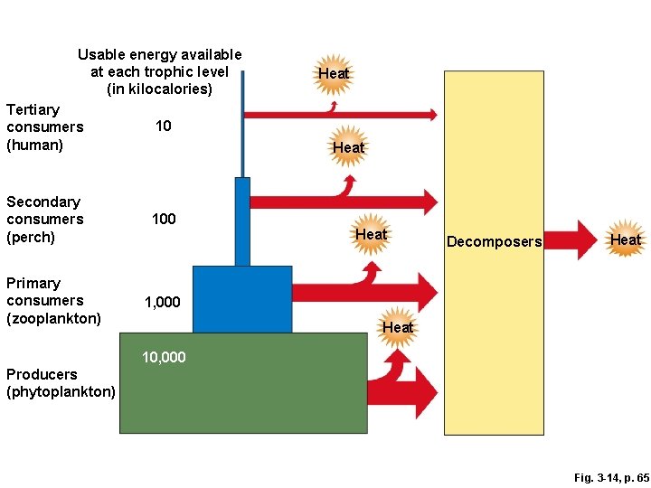 Usable energy available at each trophic level (in kilocalories) Tertiary consumers (human) 10 Secondary
