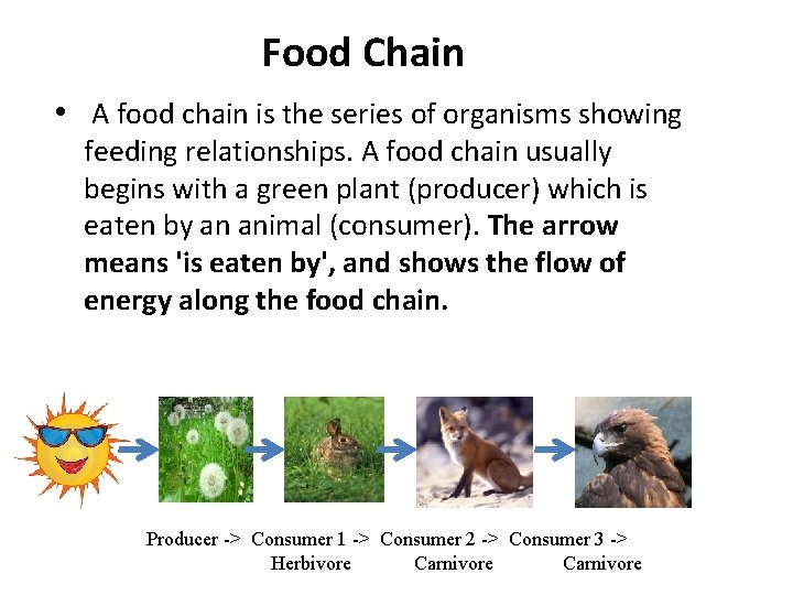 Food Chain • A food chain is the series of organisms showing feeding relationships.