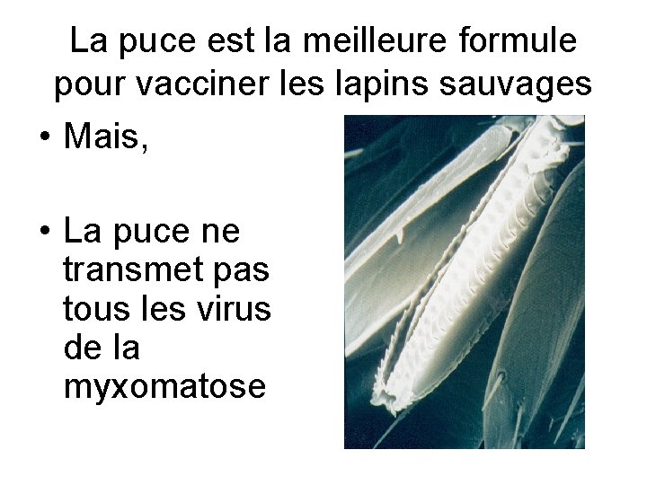 La puce est la meilleure formule pour vacciner les lapins sauvages • Mais, •