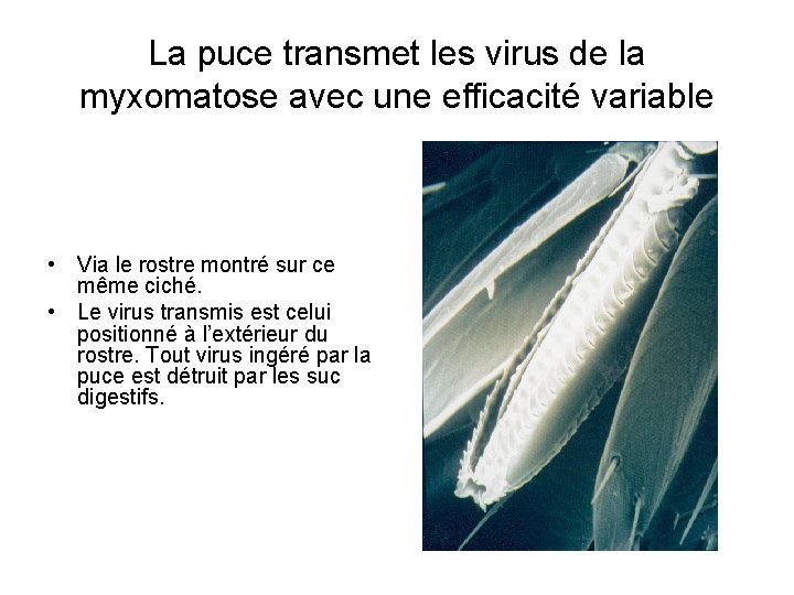 La puce transmet les virus de la myxomatose avec une efficacité variable • Via