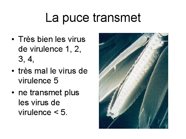 La puce transmet • Très bien les virus de virulence 1, 2, 3, 4,