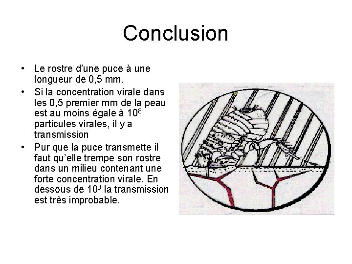 Conclusion • Le rostre d’une puce à une longueur de 0, 5 mm. •