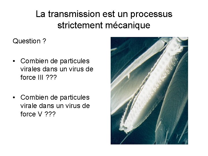 La transmission est un processus strictement mécanique Question ? • Combien de particules virales