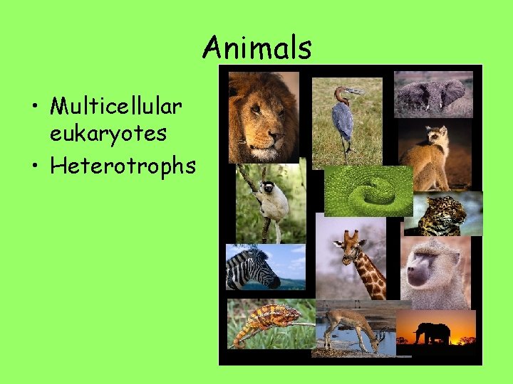 Animals • Multicellular eukaryotes • Heterotrophs 