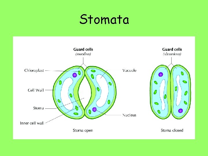 Stomata 