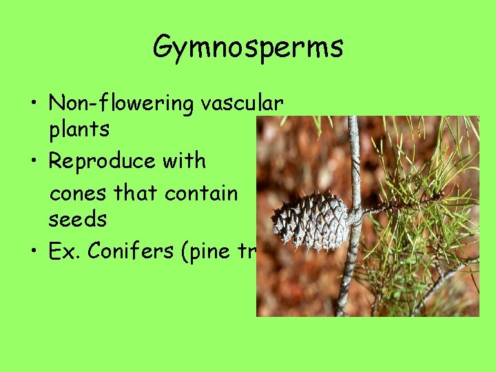 Gymnosperms • Non-flowering vascular plants • Reproduce with cones that contain seeds • Ex.