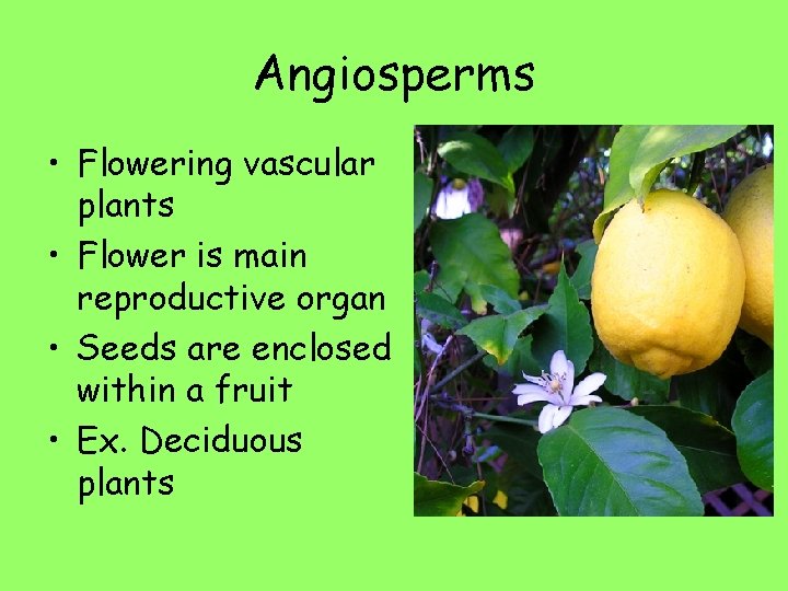 Angiosperms • Flowering vascular plants • Flower is main reproductive organ • Seeds are