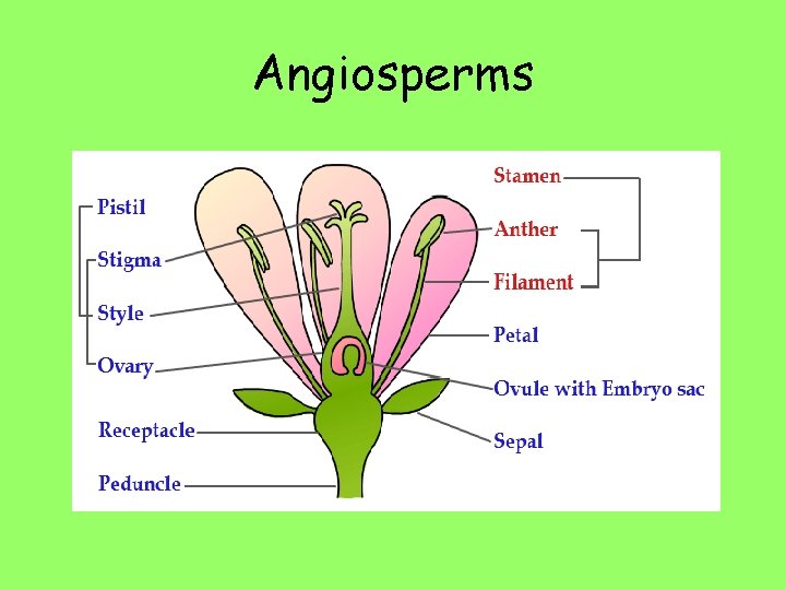 Angiosperms 