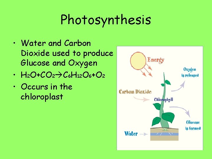 Photosynthesis • Water and Carbon Dioxide used to produce Glucose and Oxygen • H