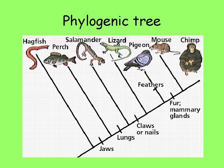 Phylogenic tree 